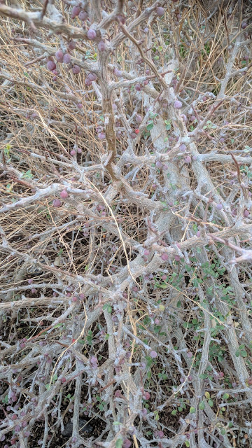 שיח האפרסמון המקראי בחוות האפשרסמון