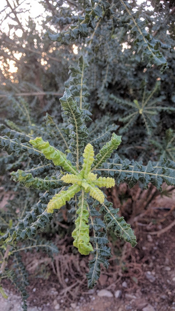 שיח הלבונה בחוות האפשרסמון בים המלח