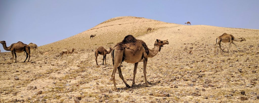פסטיבל הדובדן חבל יתיר