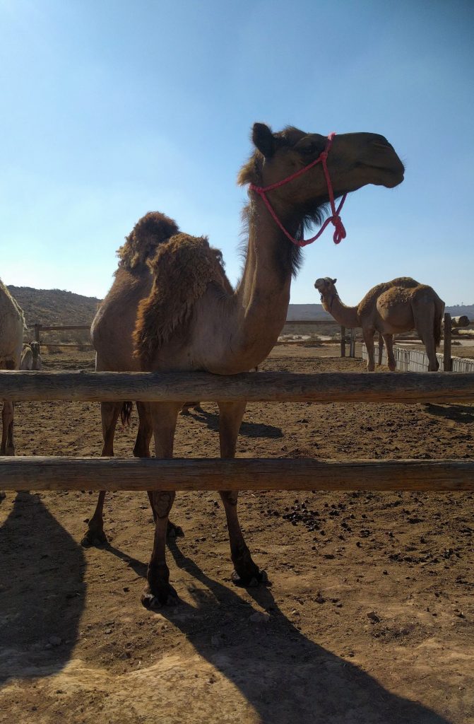 גמל באן בארותיים