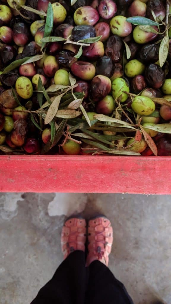 פסטיבל הזית