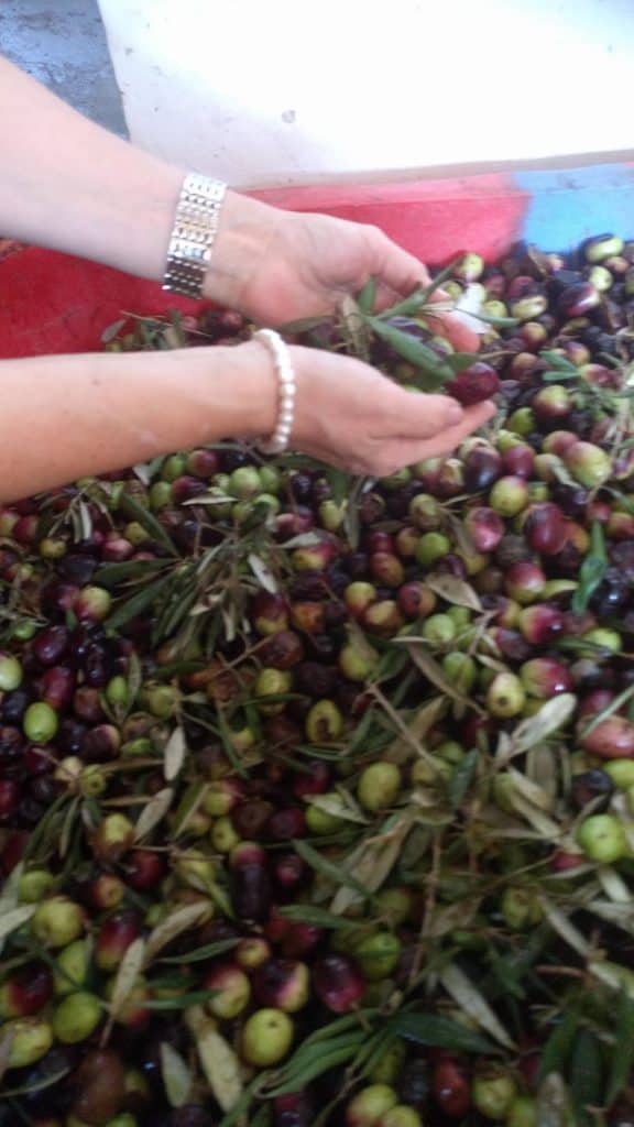 פסטיבל הזית