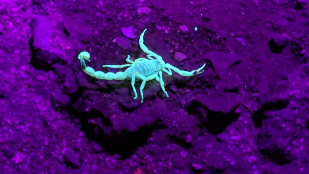 כפר הנוקדים סור לילה