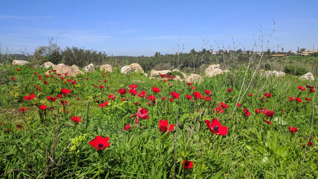 מטה יהודה - הלב הירוק