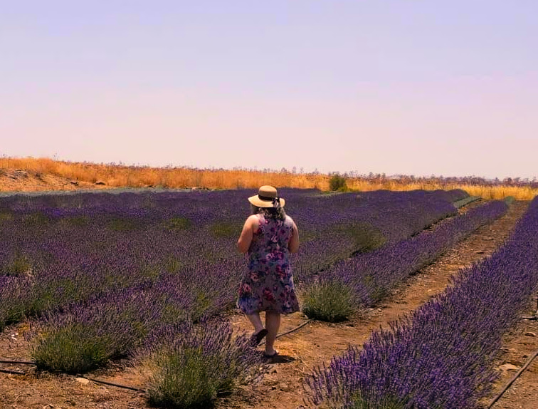 רמת הגולן עזיזו שדה הלבנדר