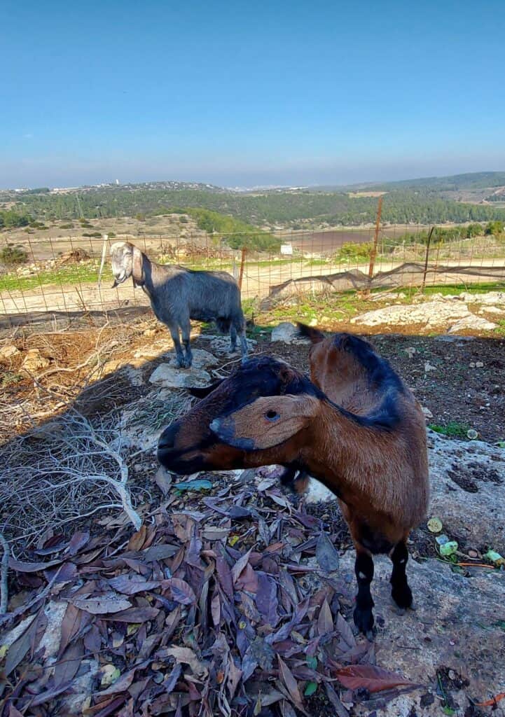 מתחם האירוח שבט אחים